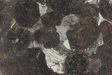 Sericho Pallasite Meteorite ( g) Slice - Kenya #382941-1